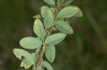 Hairy small-leaf ticktrefoil